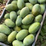 ফজলি আম – বড় আকার ও দারুণ স্বাদের সমন্বয়