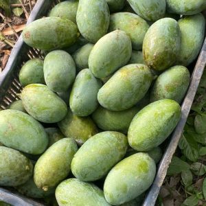 nag fajli mango e1750002573198